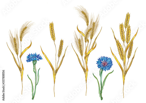 realistic watercolor hand made illustration of wheat ears (triticum) with cornflower blue (Centaurea cyanus) on white