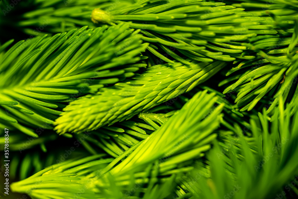 Close up of tender spruce buds