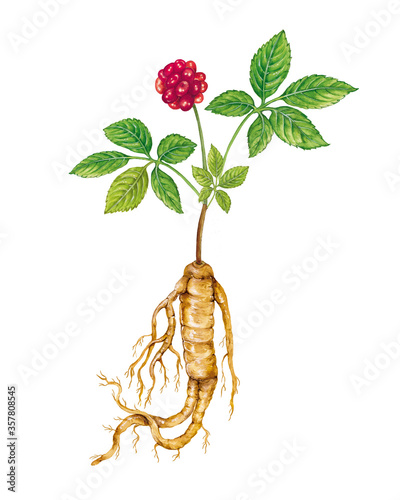 watercolor illustration o a plant of ginseng (Panax), with leaves, roots and fruit. White background photo