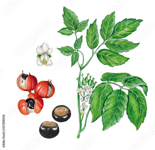 realistic botanic illustration of guarana plant (Paullinia cupana) with a branch with leaves and flowers and fruits and seeds
