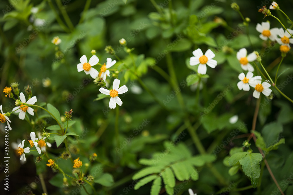 Bidens pilosa flowers blooming in summer Bidens pilosa flowers blooming in summer