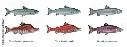 Photography a realistic illustration showing different pacific salmons (Oncorhynchus sp