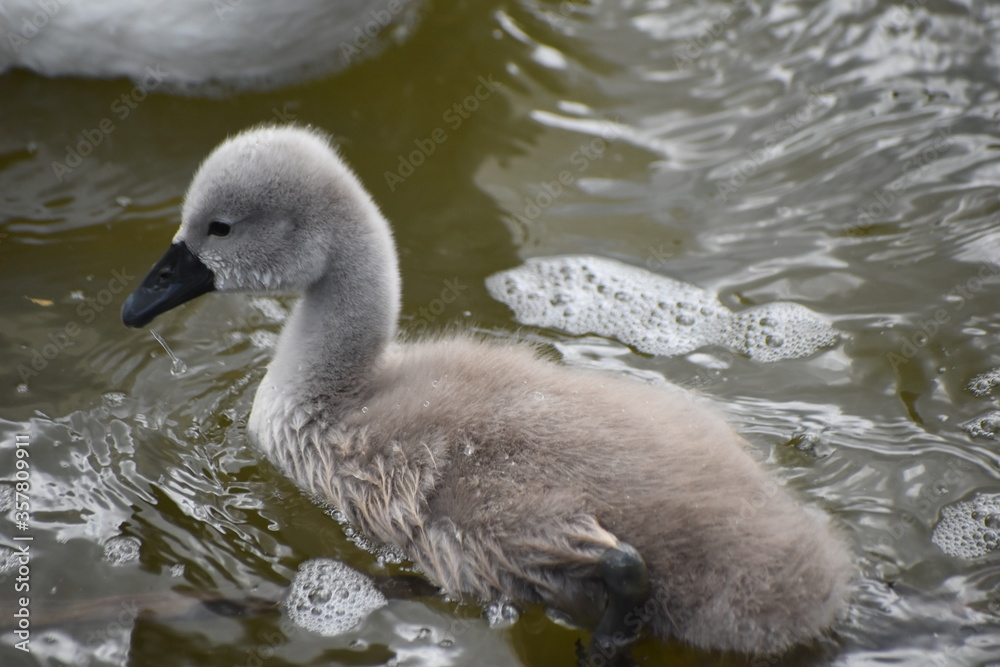 Baby swans/cygnets staying close to their mother on the river