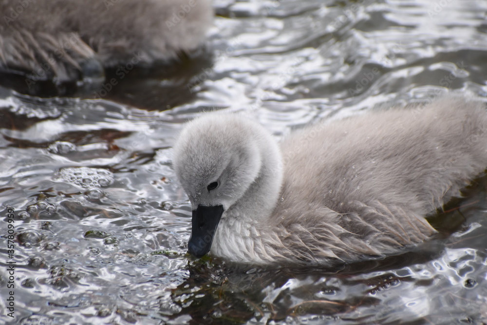 Adorable baby swan/cygnet swimming on the river Adorable baby swan/cygnet swimming on the river