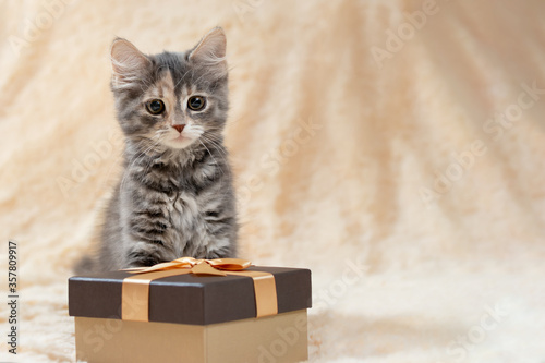 Cute fluffy gray kitten sitting on a beige fur plaid next to a golden gift box, copy space