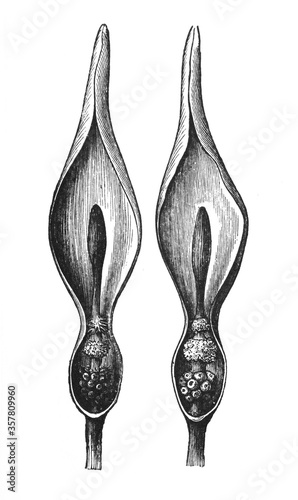 Arum maculatum or snakehead (Proterogynie) / Illustration from Brockhaus Konversations-Lexikon 1908
 photo