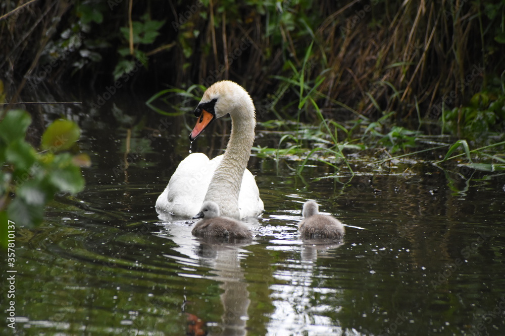 Fototapeta premium Baby swans/cygnets staying close to their mother on the river