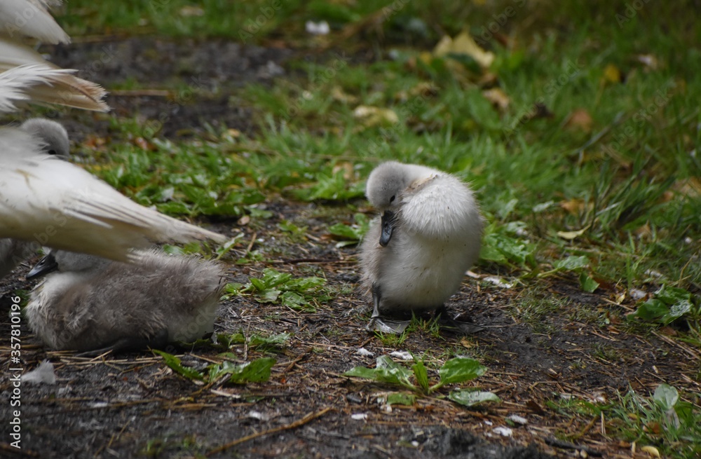 A family of adorable baby swans/cygnets huddled together by the river A family of adorable baby swans/cygnets huddled together by the river