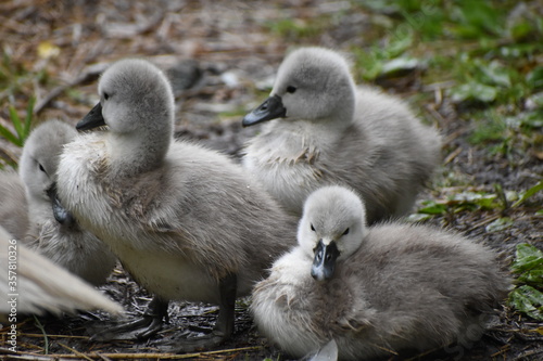 A family of adorable baby swans/cygnets huddled together by the river © Christopher Keeley