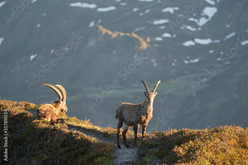 Capricorn Alpine Ibex Capra ibex Mountain Swiss Alps © rocchas75