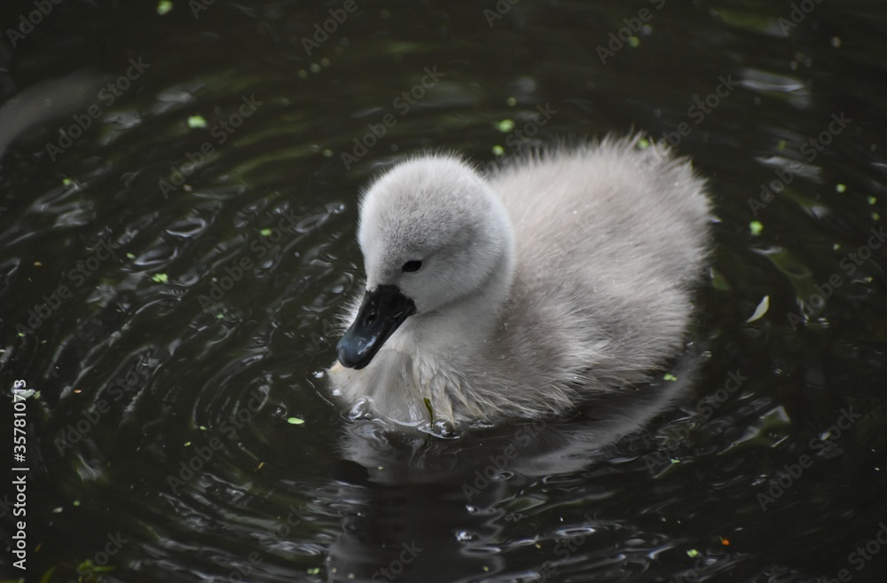 Adorable baby swan/cygnet swimming on the river Adorable baby swan/cygnet swimming on the river