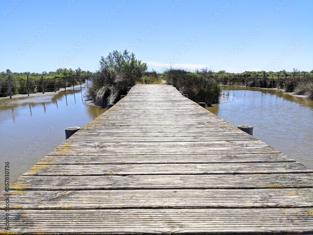 Obraz premium Camargue marécage et oiseau en liberté, flamant rose héron et mouette goéland, animaux sauvage dans le nature avec rizière étang lac mer été france europe tropical Parc Ornithologique du Pont de Gau