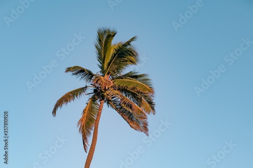 coconut palm tree © Anil