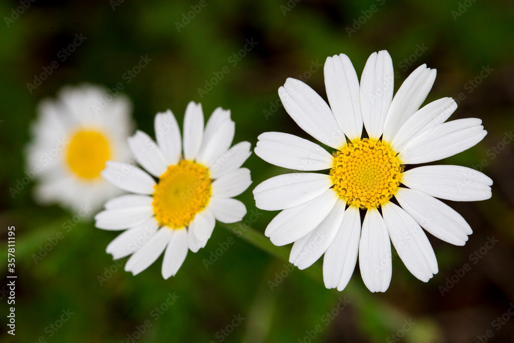 Three daisy flowers close-up on a background of green grass Three daisy flowers close-up on a background of green grass