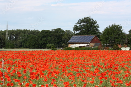 Bauernhaus mit Photovoltaikanlage und roten Mohnblumen auf dem Feld