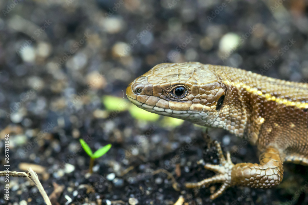 lizard on the rock lizard on the rock
