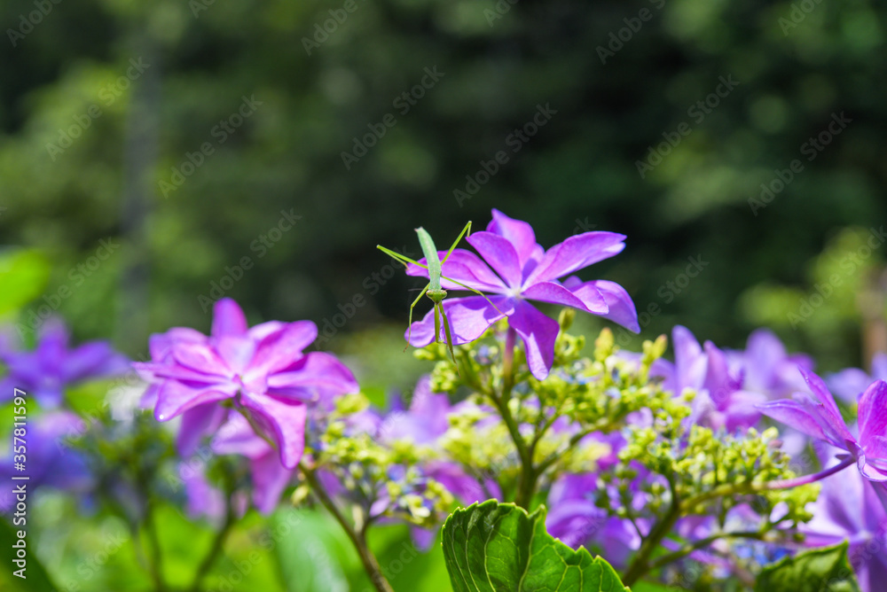 紫陽花とカマキリ