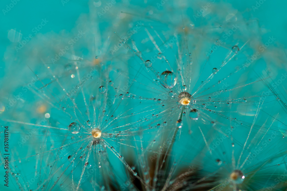 Obraz premium close up of dandelion