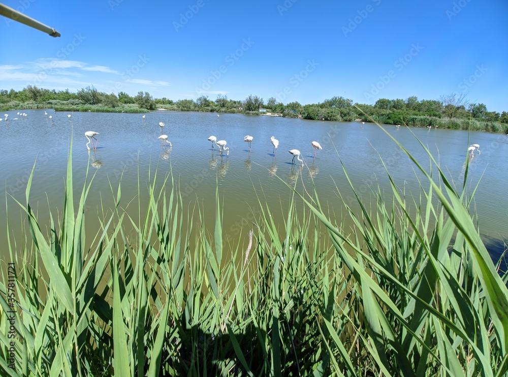 Camargue marécage et oiseau en liberté, flamant rose héron et mouette goéland, animaux sauvage dans le nature avec rizière étang lac mer été france europe tropical Parc Ornithologique du Pont de Gau Camargue marécage et oiseau en liberté, flamant rose héron et mouette goéland, animaux sauvage dans le nature avec rizière étang lac mer été france europe tropical Parc Ornithologique du Pont de Gau