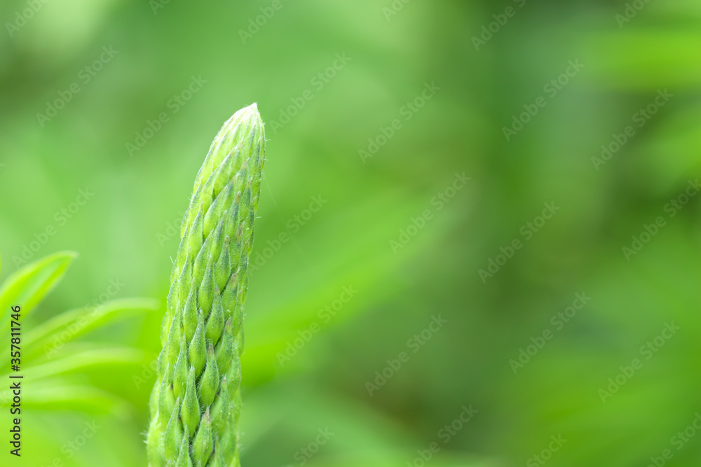 green grass background,copy-space green grass background,copy-space