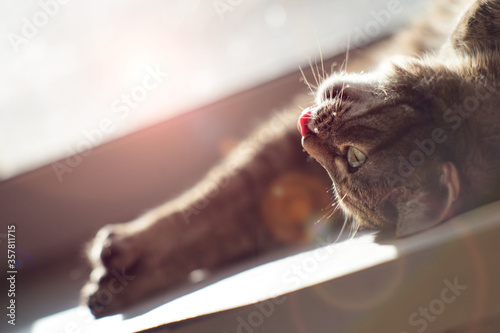 Domestic cat lies on the window and basks in the sun.