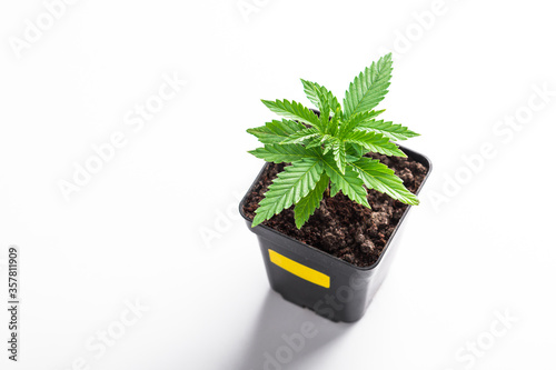 marijuana plant