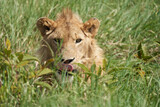 A Young Lion in the morning sun of Ngorongoro crater Serengeti
