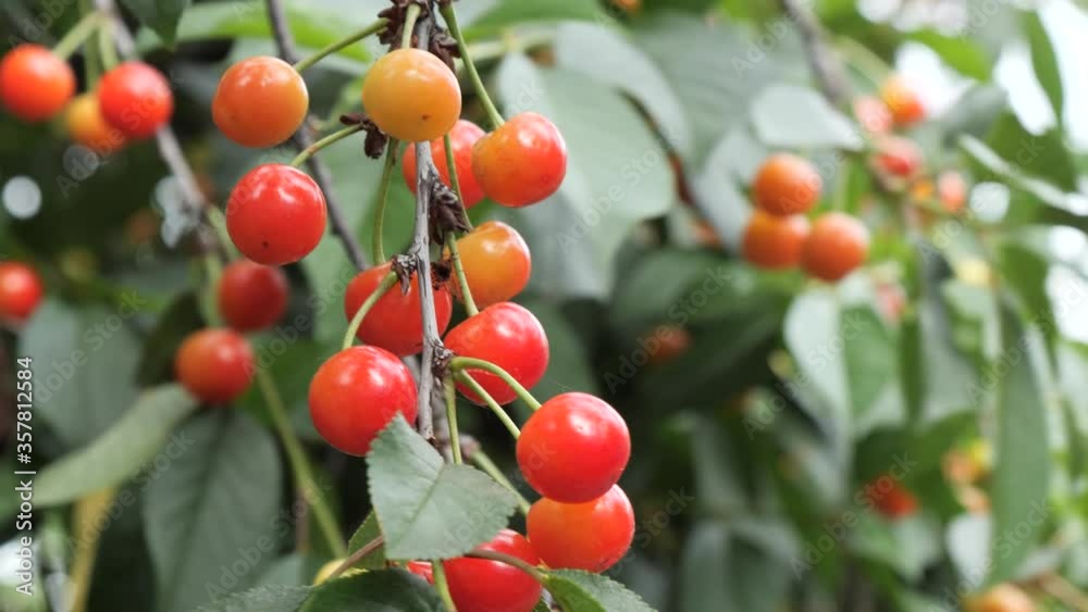unripe bunch of berries cherries cherries on a green tree unripe bunch of berries cherries cherries on a green tree