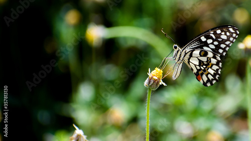 Papilio demoleus or Lime butterfly photo