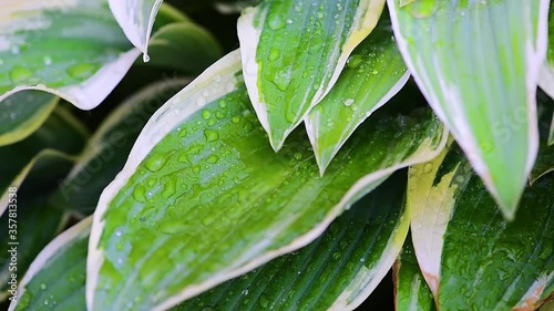drops of water run down on green plants when it rains, plants move in the wind on a green background, macro shooting of leaves and dew drops