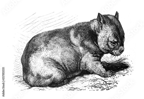Wombat (Phascolomys fossor) / Illustration from Brockhaus Konversations-Lexikon 1908  © Basicmoments