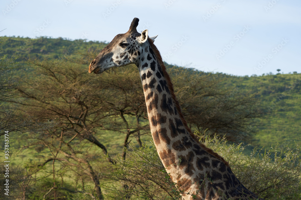 Obraz premium Giraffe Africa Giraffa Safari Big Five Africa