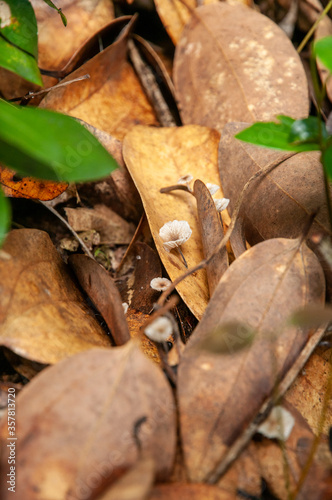 Close-up of a Little mushroom in a leaves brown bed, Autumn season. Seychelles
