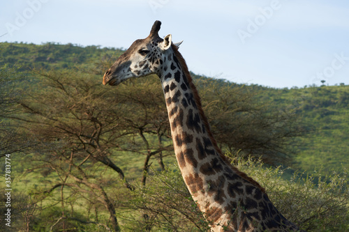 Giraffe Africa Giraffa Safari Big Five Africa