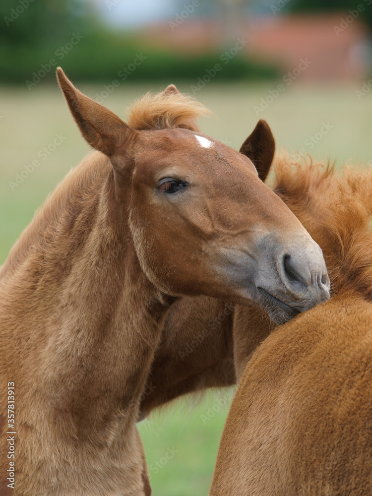 Fototapeta premium Two Rare Breed Foals
