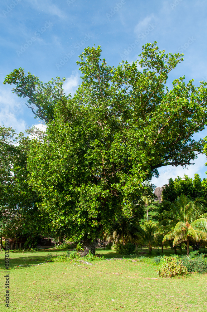 Green tropical tree : Terminalia a member of Bushwillow Family Family Combretaceae, Seychelles