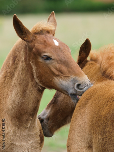 Two Rare Breed Foals © Nigel Baker