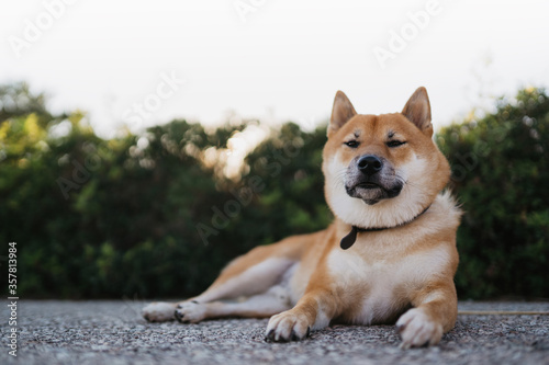 calm sleeping dog rest lies on backgraund sun flare  green landscape, chilling shiba inu leisure on park, pet relaxing on nature, animal relax tourist trip, mockup copy space