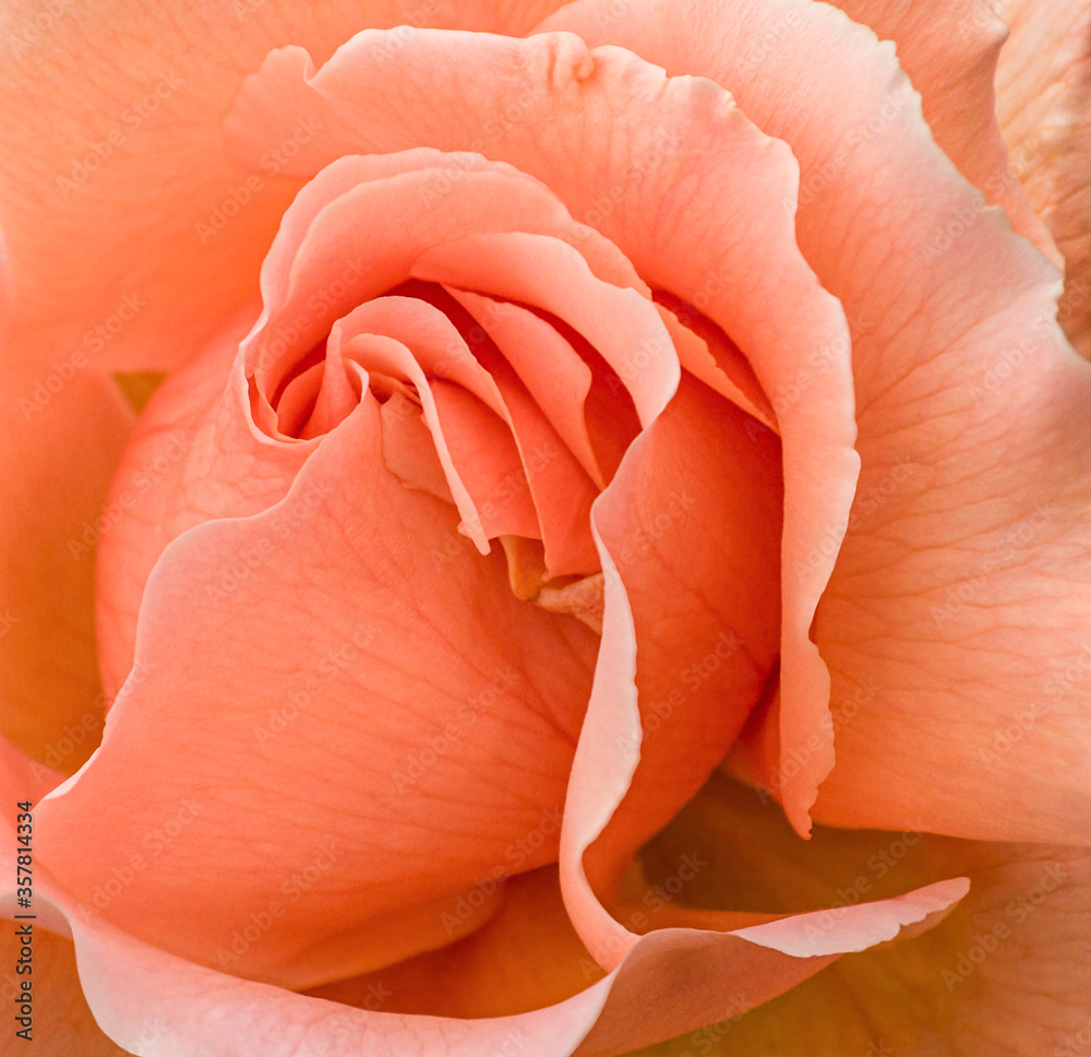 Romantic rose Romantic rose