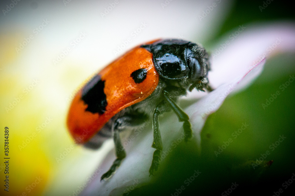 Obraz premium Alien?