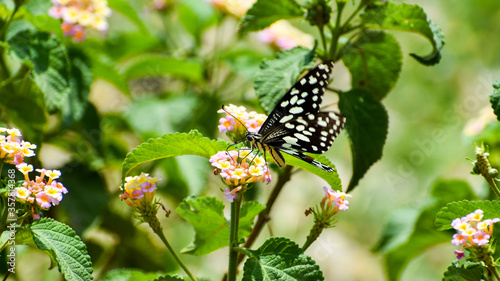 Photography Papilio demoleus or Lime butterfly