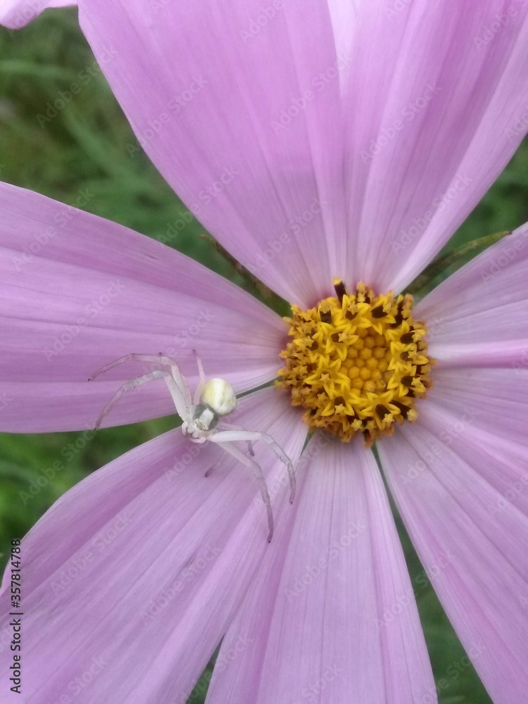 Obraz premium beautiful pink flowers in summer season. Cosmos bipinnatus plant in vibrant color