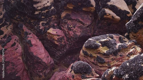 Green-lipped mussel spat covering rocks in the coromandel, New Zealand photo