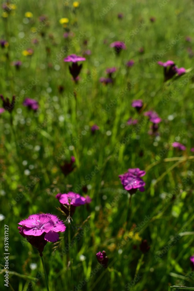 dianthus plant. pink flower on the field in spring season dianthus plant. pink flower on the field in spring season