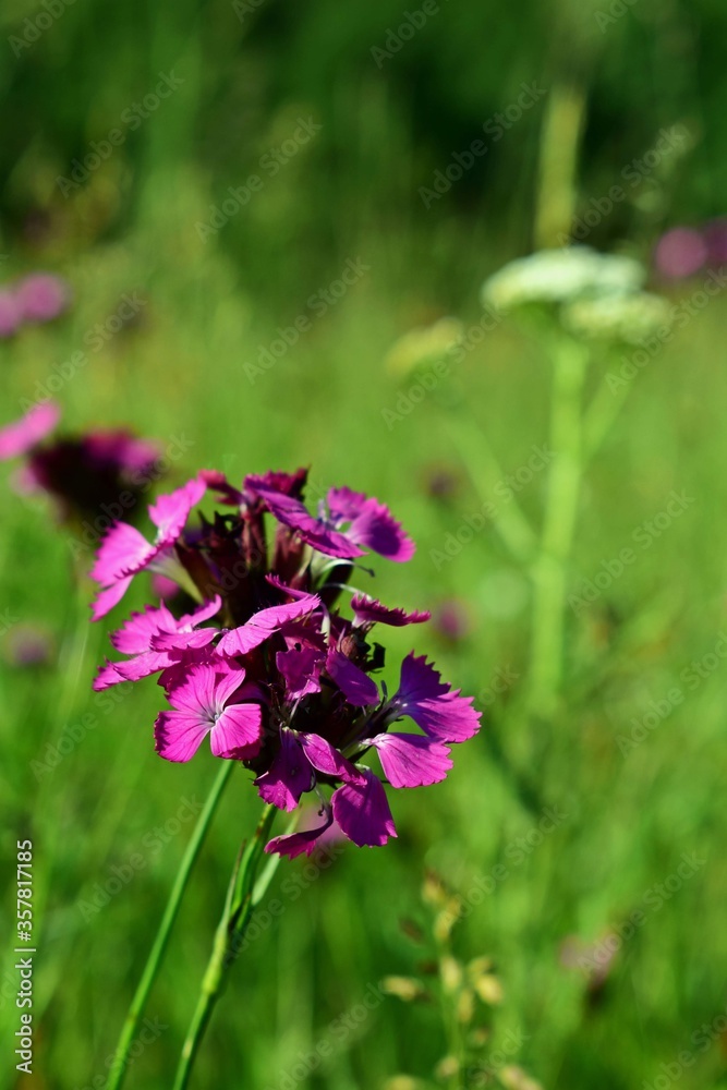 dianthus plant. pink flower on the field in spring season dianthus plant. pink flower on the field in spring season