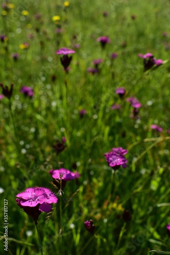 dianthus plant. pink flower on the field in spring season © badescu