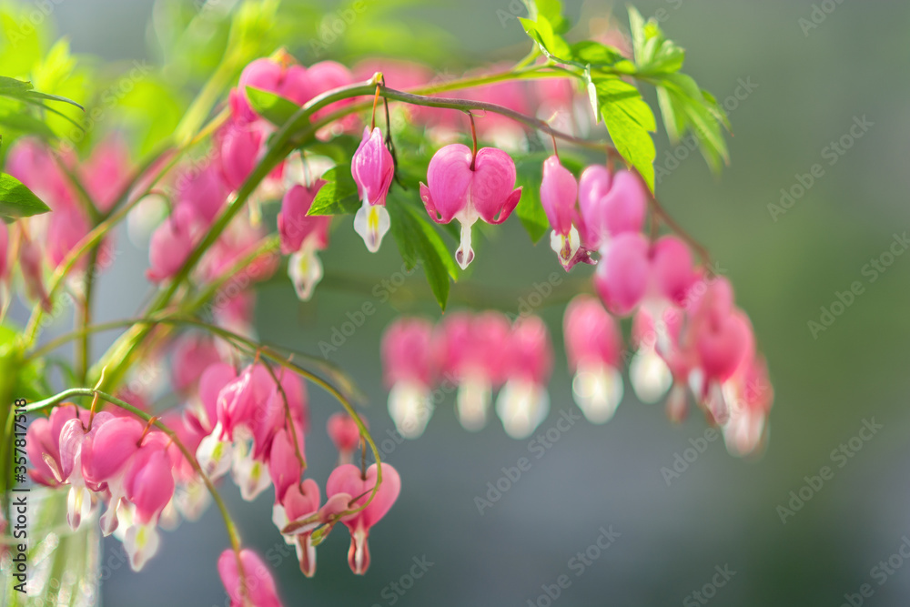 Fototapeta premium Beautiful pink heart shaped flowers broken heart with pale green leaves, this flowers Dicentra spectabilis can be grown in your own garden.