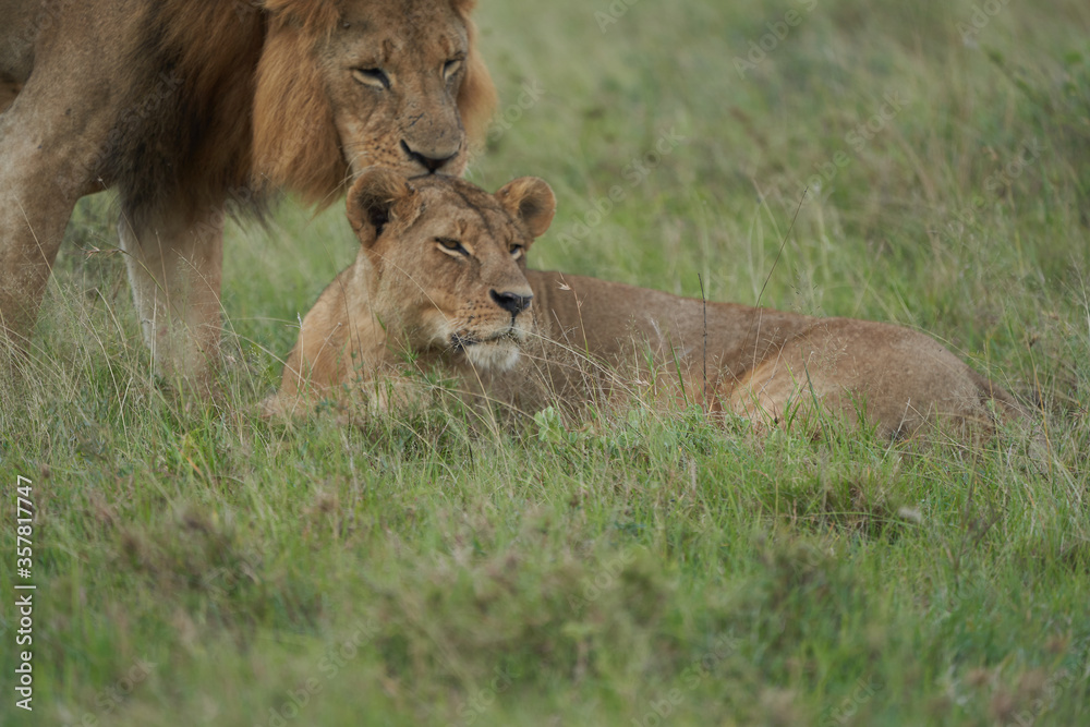 Fototapeta premium Lion and Lioness Kenya Safari Savanna Mating
