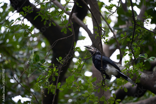 Silvery cheeked hornbill Bycanistes brevis Tanzania Lake Manyara or trumpeter hornbill Bycanistes bucinator photo