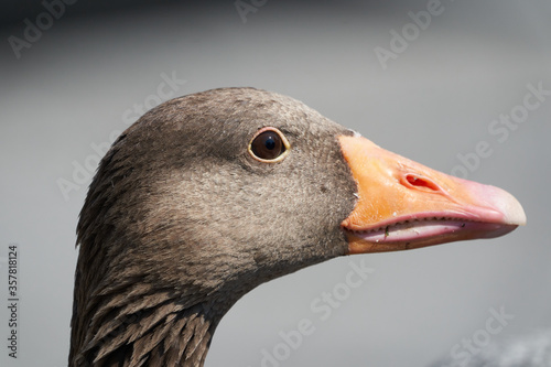 Photos Greylag goose Anser anser large goose waterfowl Anatidae Portrait